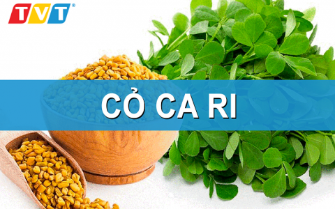 CỎ CÀ RI VÀ 7 TÁC DỤNG TUYỆT VỜI ĐỐI VỚI SỨC KHỎE